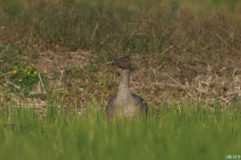 ヒシクイ 兵庫県神戸市西区 2023年11月4日(土)