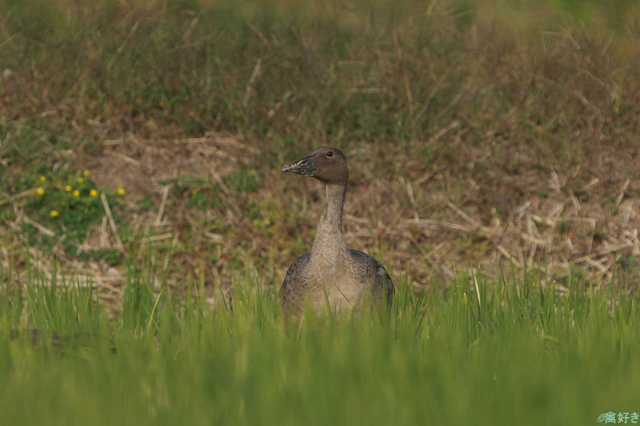 Photo of Tundra Bean Goose at 兵庫県神戸市西区 by 禽好き