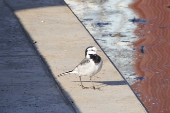 White Wagtail 東京都 Wed, 11/1/2023