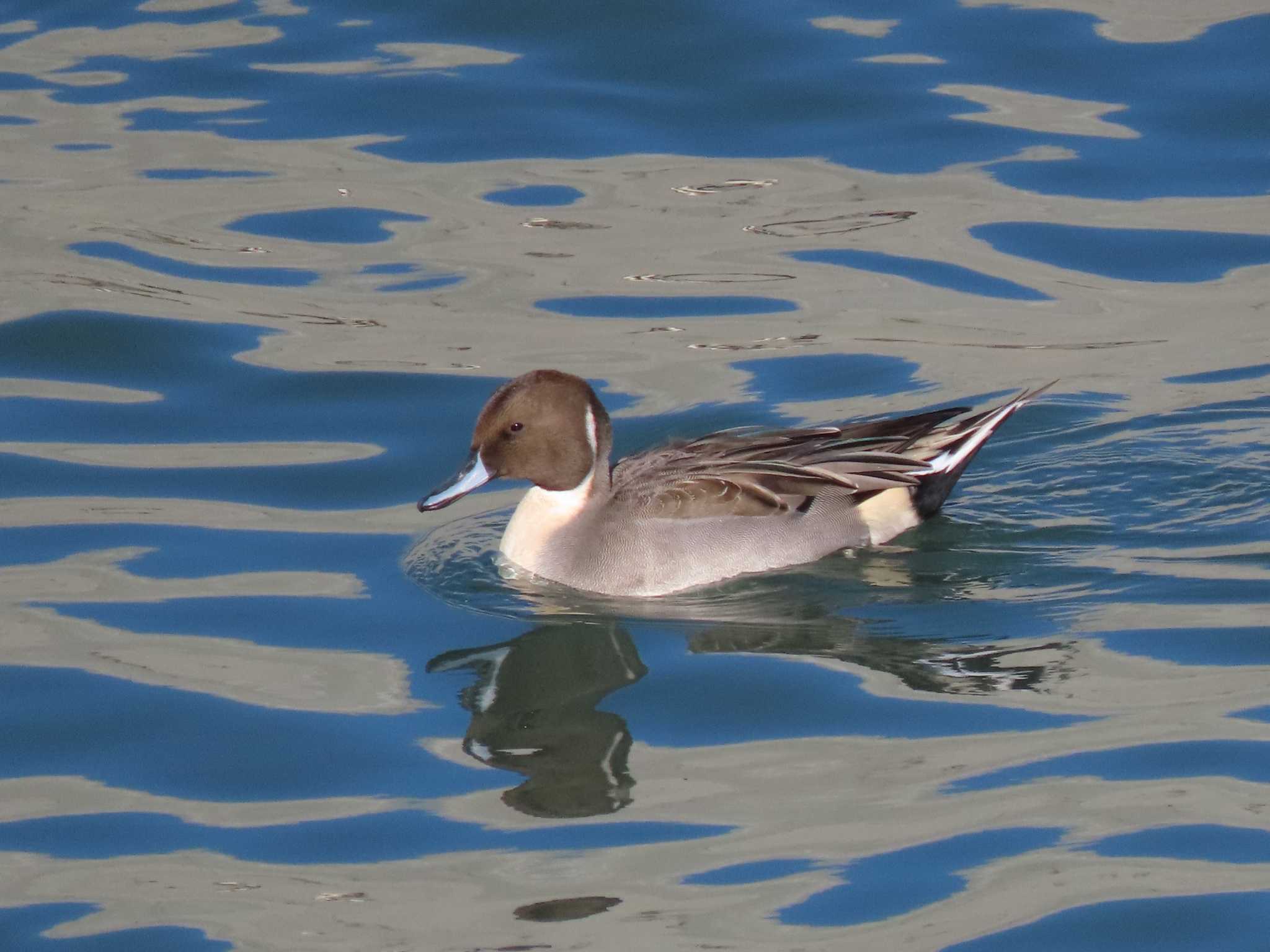 Northern Pintail