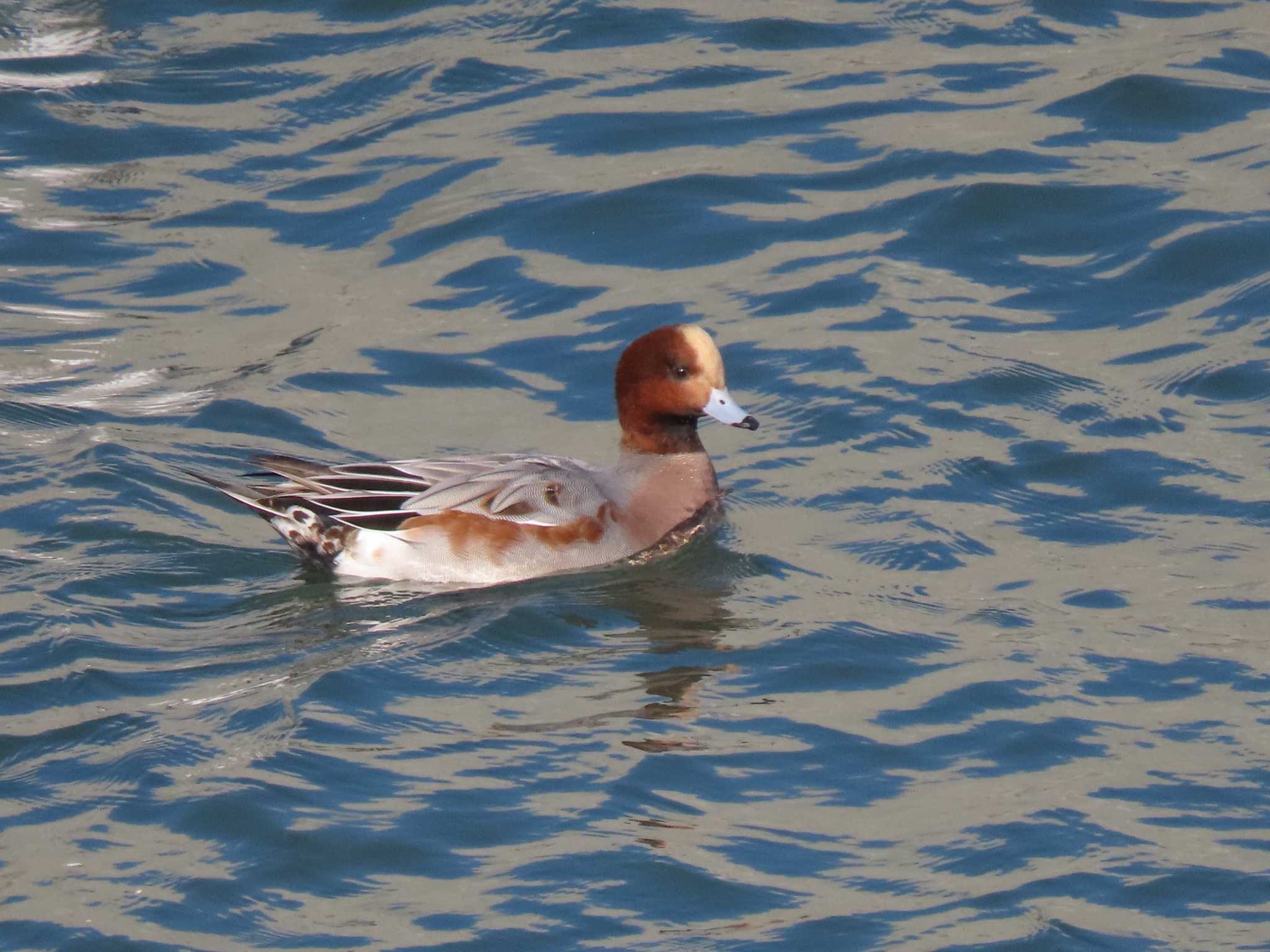 Eurasian Wigeon