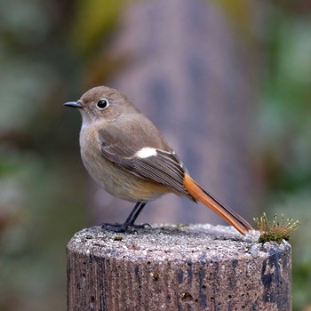 Daurian Redstart 岐阜公園 Wed, 1/7/2015