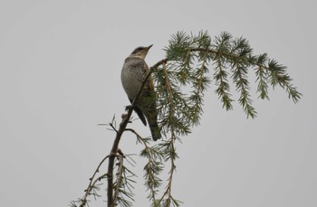 Fri, 11/10/2023 Birding report at 多摩川二ヶ領宿河原堰