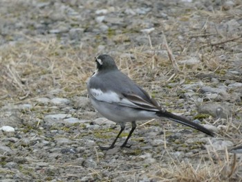 2023年11月10日(金) 生田緑地の野鳥観察記録