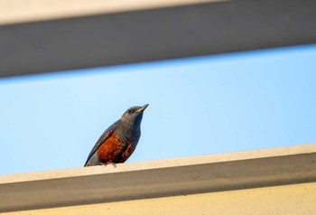 Blue Rock Thrush Kunigamison Fri, 11/10/2023