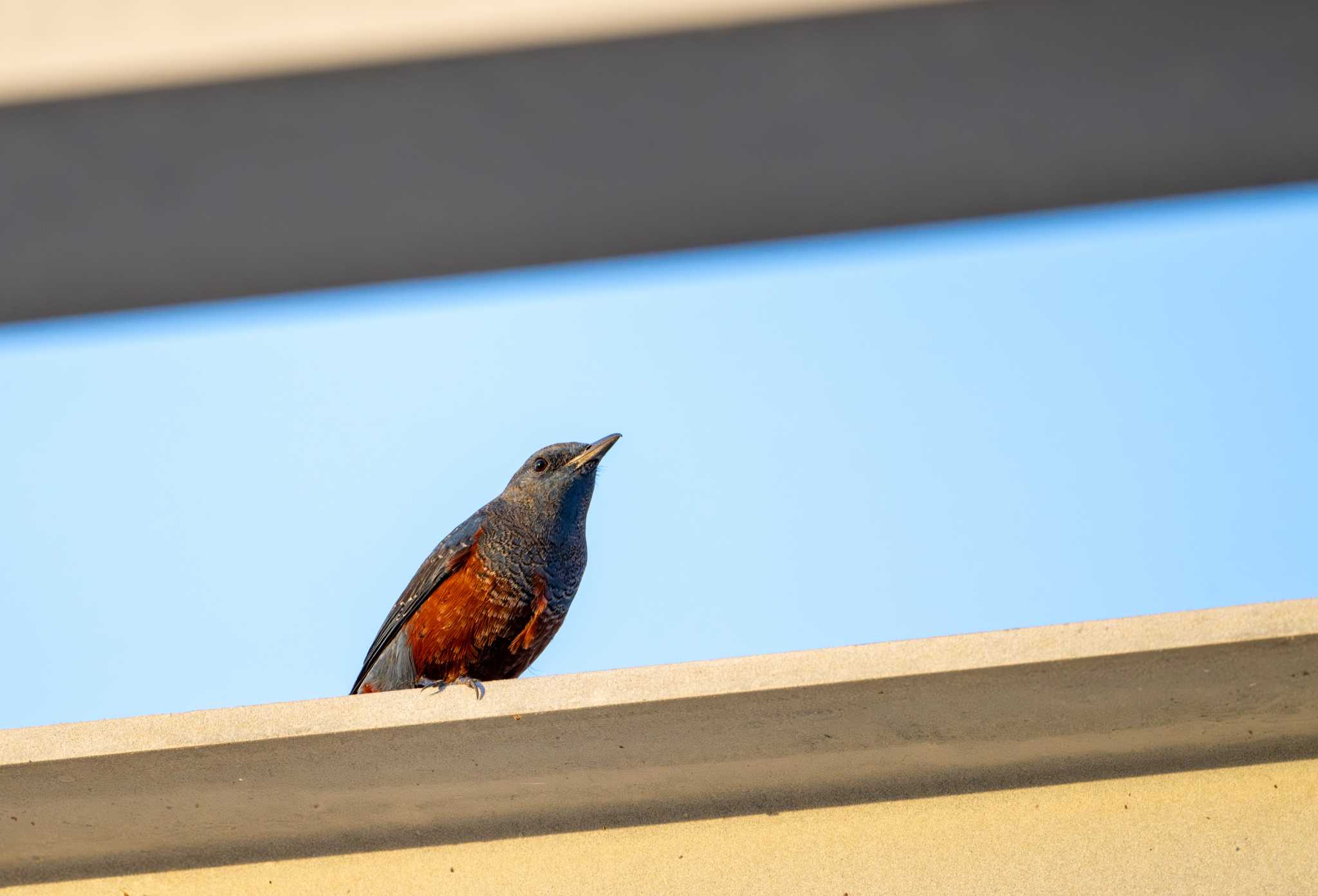 Photo of Blue Rock Thrush at Kunigamison by たけし