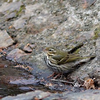 Olive-backed Pipit 岐阜公園 Wed, 1/7/2015