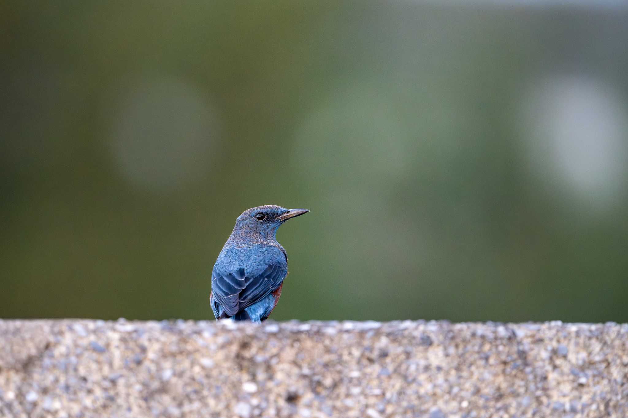 Photo of Blue Rock Thrush at Kunigamison by たけし