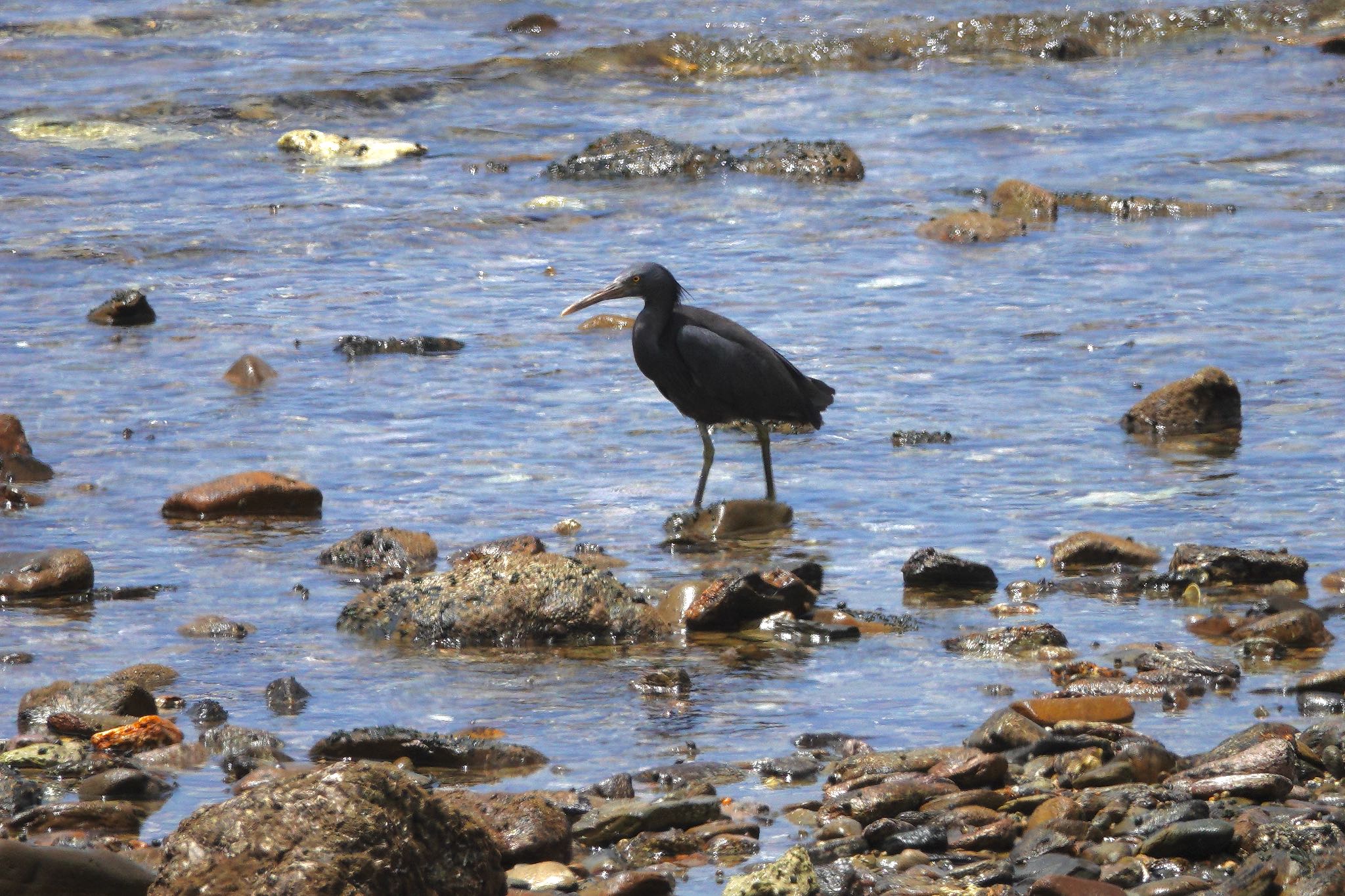 Pacific Reef Heron