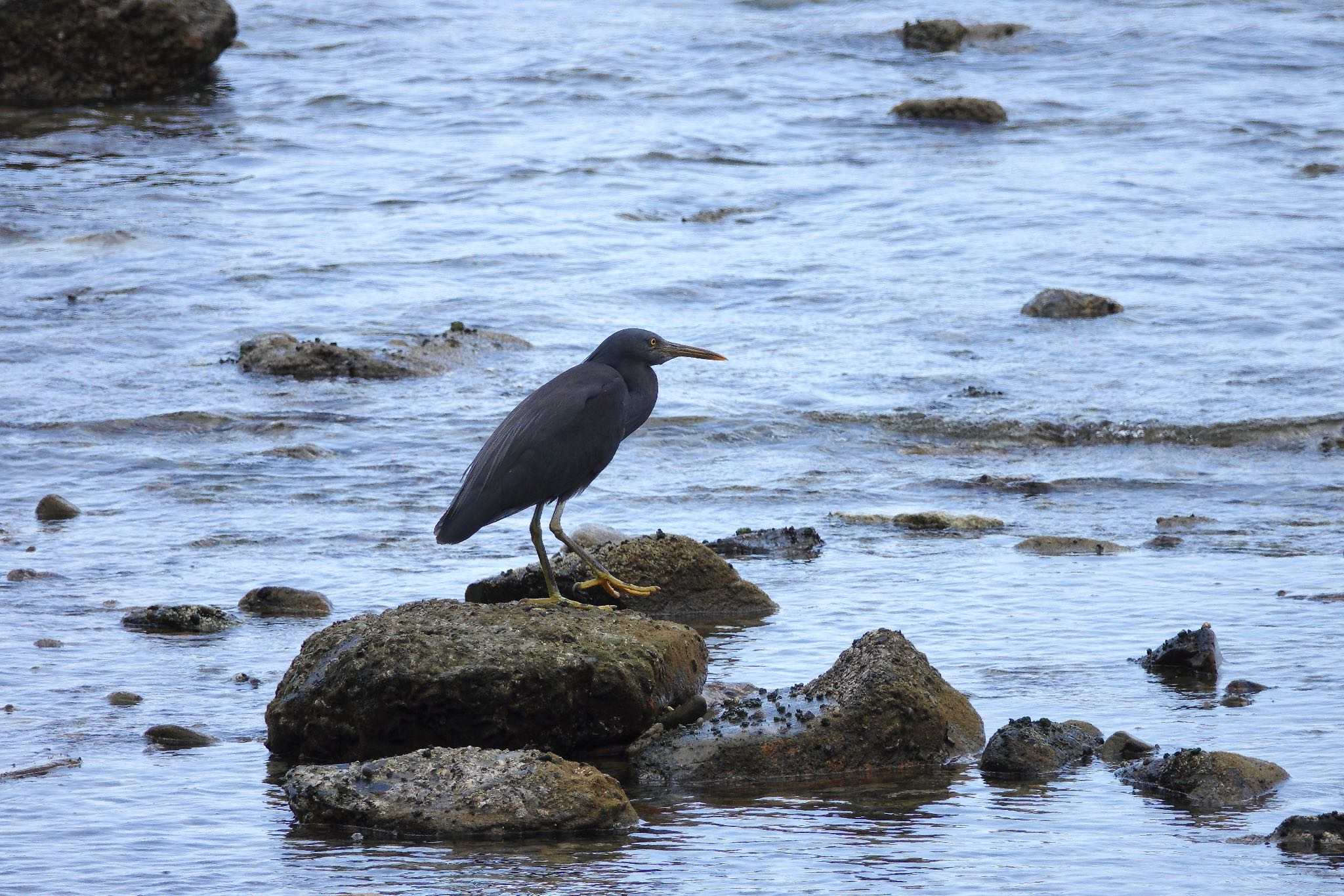 Pacific Reef Heron