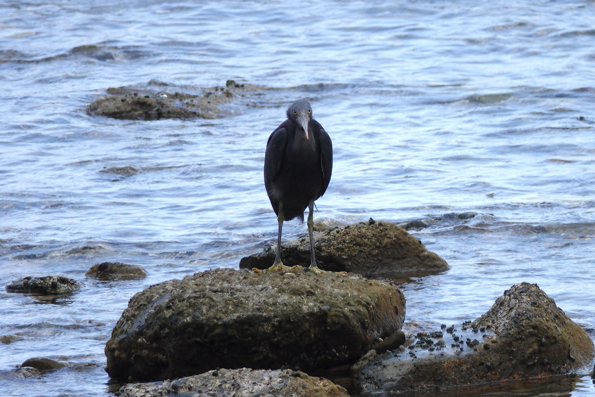 Pacific Reef Heron