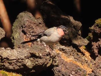 Eurasian Bullfinch Okuniwaso(Mt. Fuji) Sun, 10/22/2023