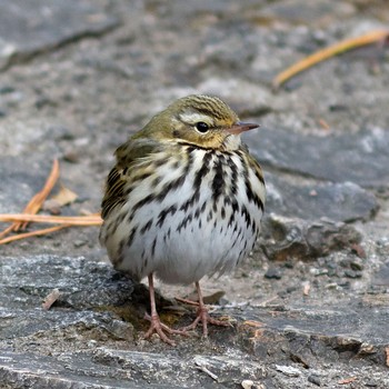 Olive-backed Pipit 岐阜公園 Wed, 1/7/2015