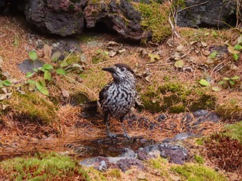 Spotted Nutcracker Okuniwaso(Mt. Fuji) Sun, 10/22/2023