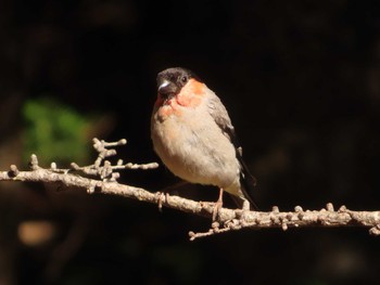 Eurasian Bullfinch Okuniwaso(Mt. Fuji) Sun, 10/22/2023