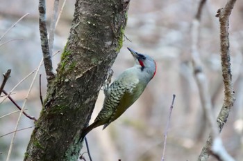 アオゲラ 戸隠森林植物園(戸隠森林公園) 2023年11月5日(日)