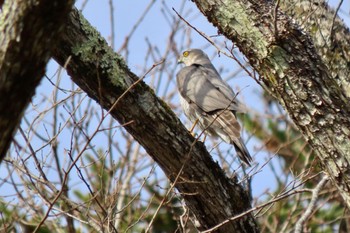 ハイタカ 戸隠森林植物園(戸隠森林公園) 2023年11月5日(日)