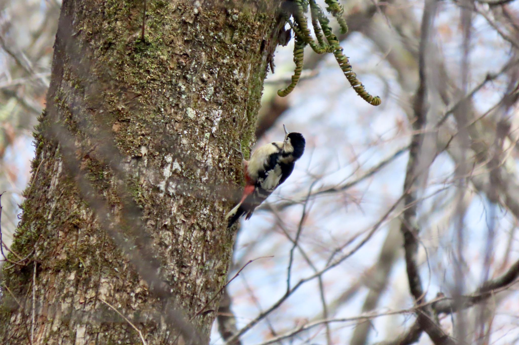 Great Spotted Woodpecker