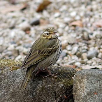 Olive-backed Pipit 岐阜公園 Wed, 1/7/2015