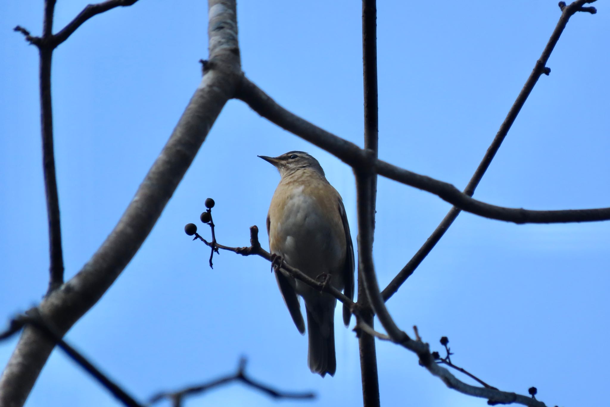 Eyebrowed Thrush