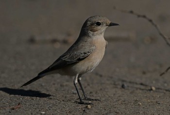 Desert Wheatear Unknown Spots Unknown Date