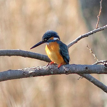 Mon, 1/12/2015 Birding report at 笠松トンボ天国