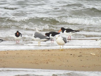 Black-tailed Gull 安濃川河口 Sat, 10/21/2023