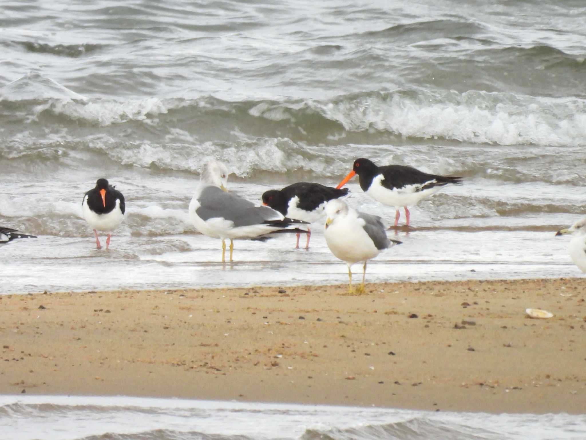 Black-tailed Gull