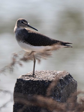 Green Sandpiper 長崎県 Thu, 11/9/2023