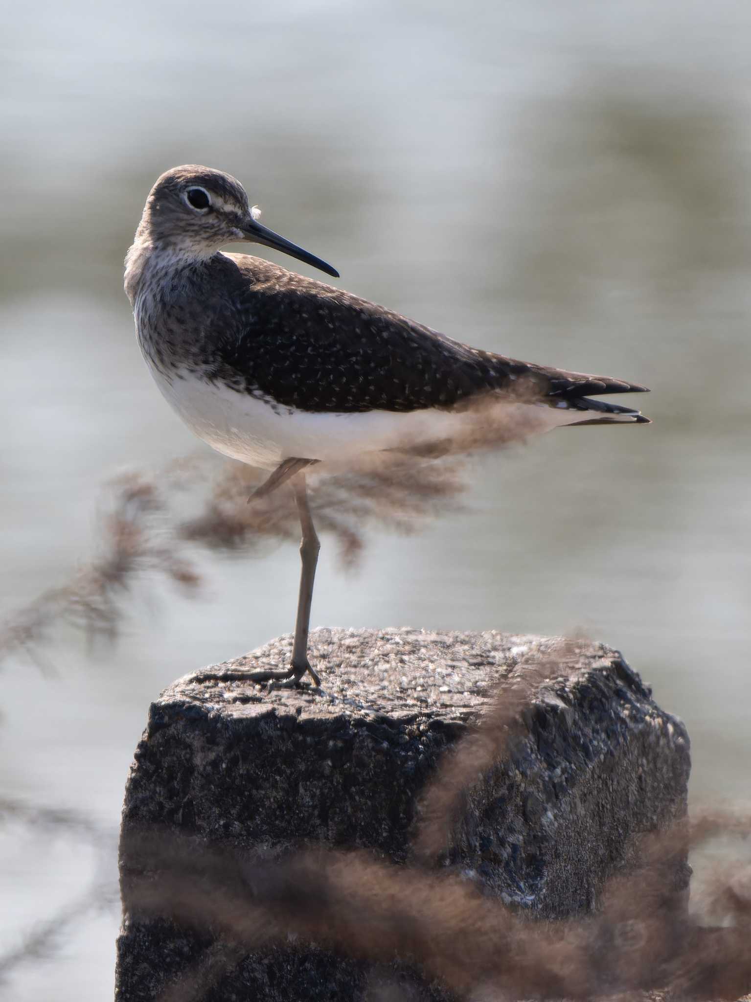 Photo of Green Sandpiper at 長崎県 by ここは長崎