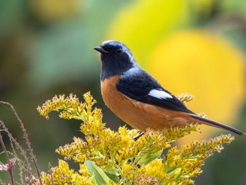 Daurian Redstart 長崎県 Thu, 11/9/2023