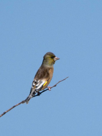 Oriental Greenfinch(kawarahiba) 長崎県 Thu, 11/9/2023