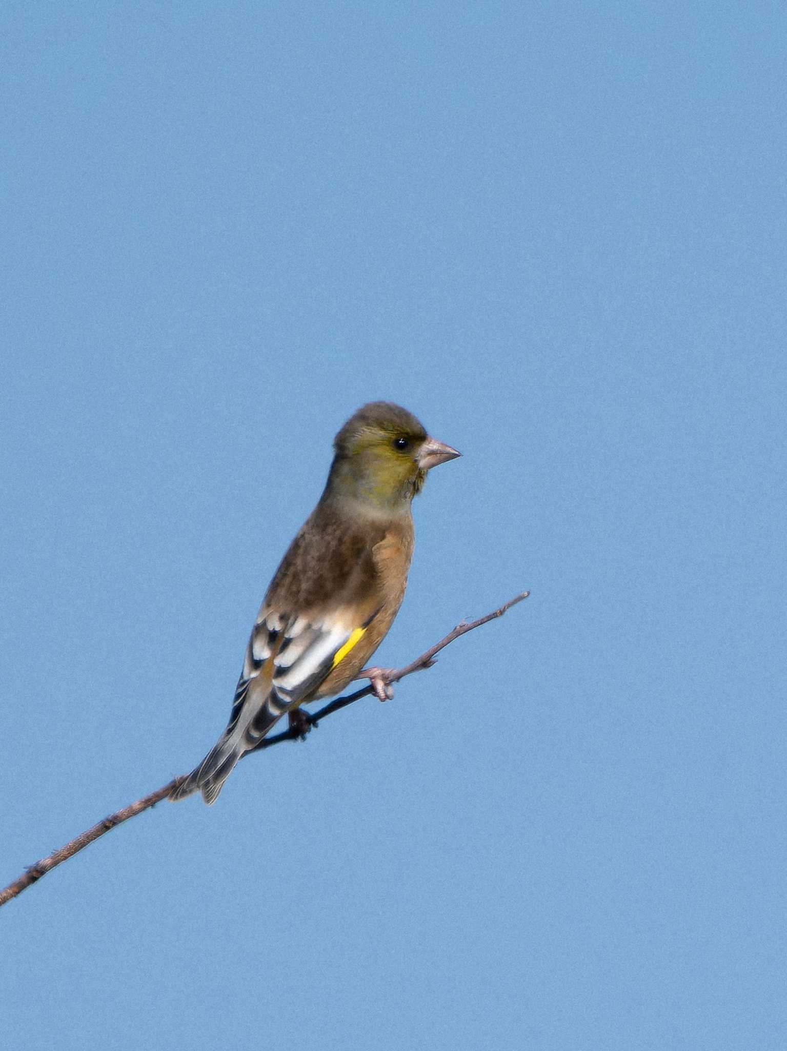 Oriental Greenfinch(kawarahiba)