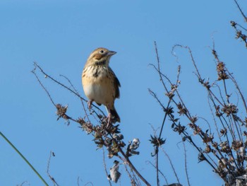 Chestnut-eared Bunting 長崎県 Thu, 11/9/2023