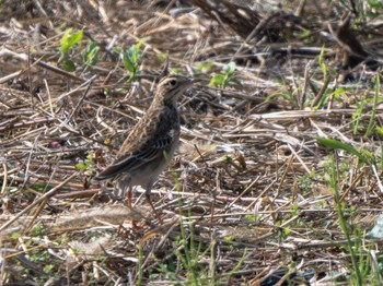 Richard's Pipit 長崎県 Thu, 11/9/2023