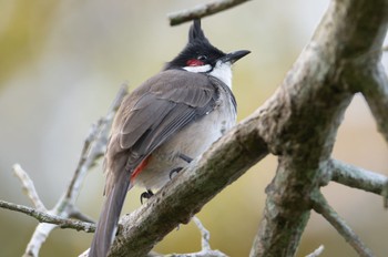 Red-whiskered Bulbul 雲南省 Thu, 11/9/2023