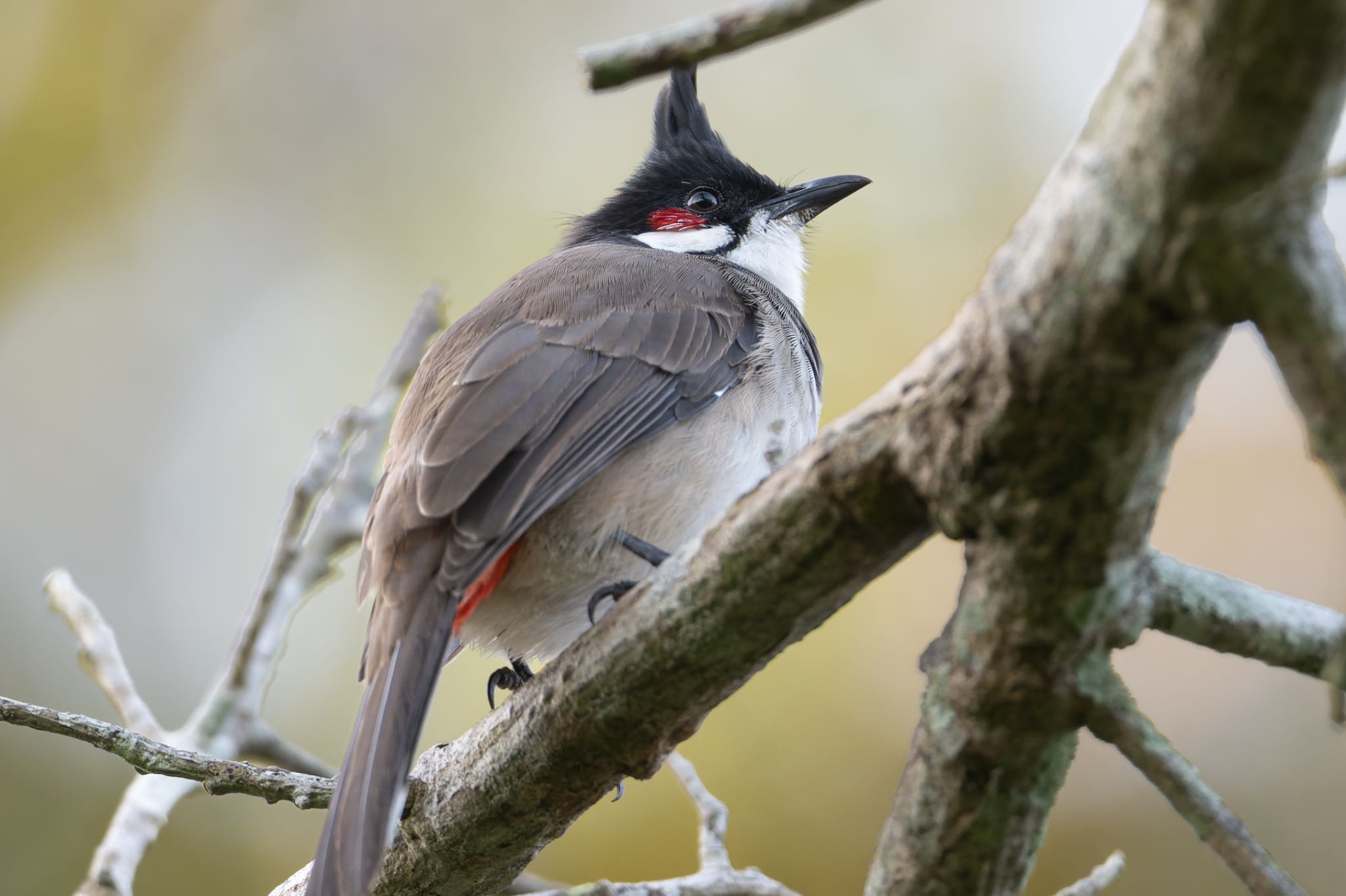Photo of Red-whiskered Bulbul at 雲南省 by ぽちゃっこ