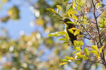 Warbling White-eye 大阪府 Wed, 11/8/2023