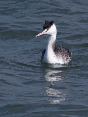 Great Crested Grebe 長崎県 Thu, 11/9/2023