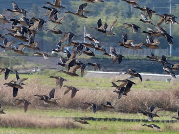 Eastern Spot-billed Duck 長崎県 Thu, 11/9/2023