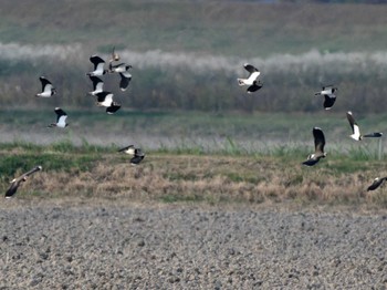 Northern Lapwing 長崎県 Thu, 11/9/2023