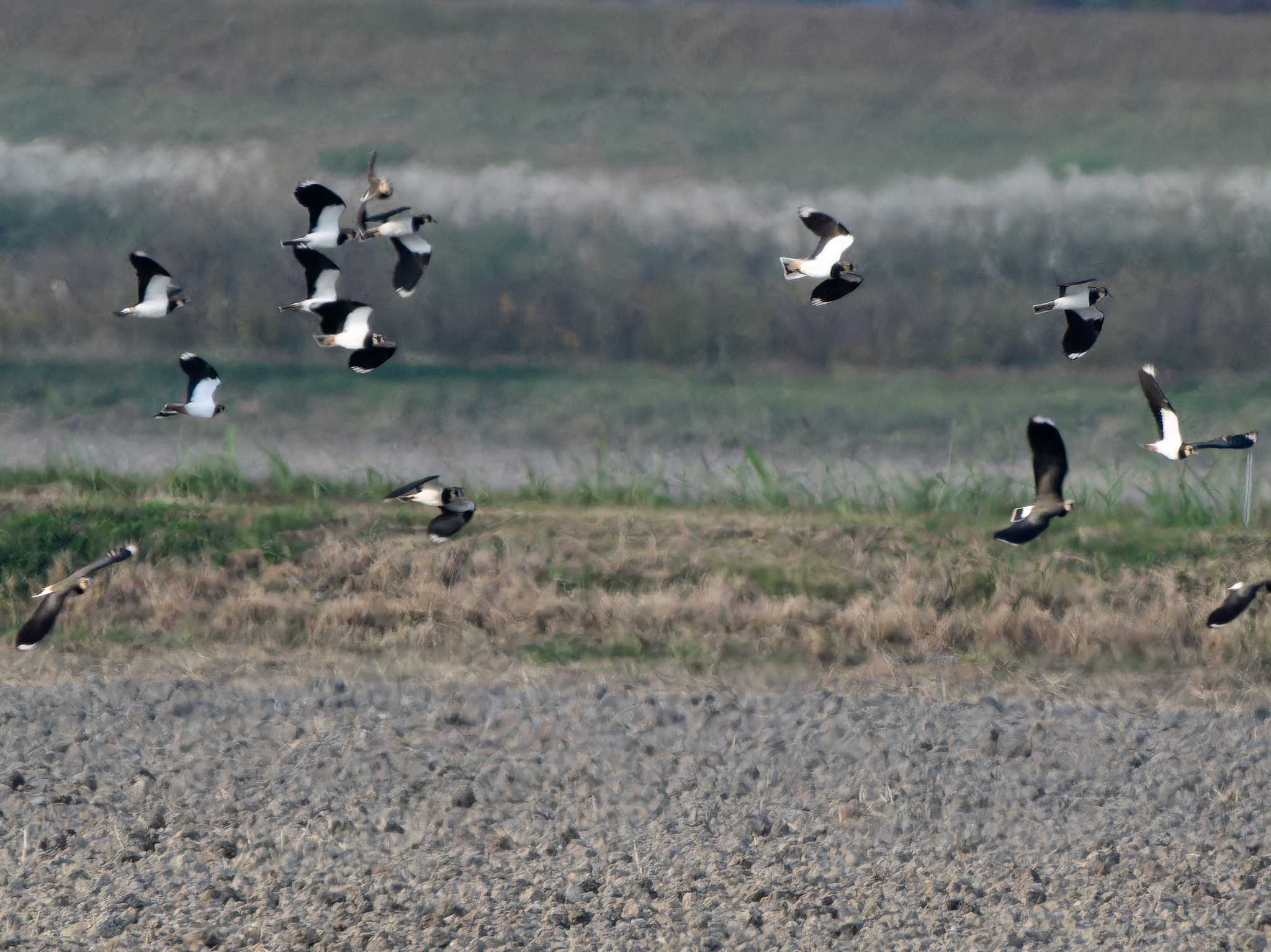 Photo of Northern Lapwing at 長崎県 by ここは長崎