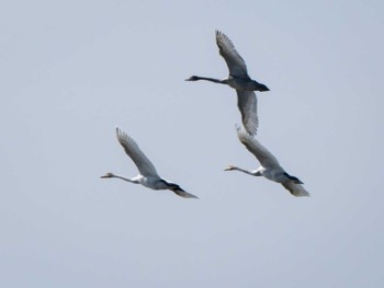 Whooper Swan 長崎県 Thu, 11/9/2023