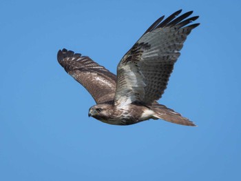 Eastern Buzzard 長崎県 Thu, 11/9/2023