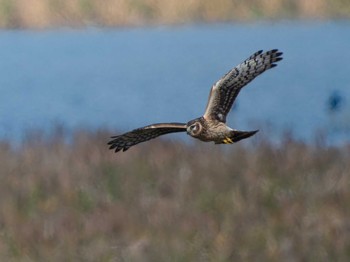 Hen Harrier 長崎県 Thu, 11/9/2023