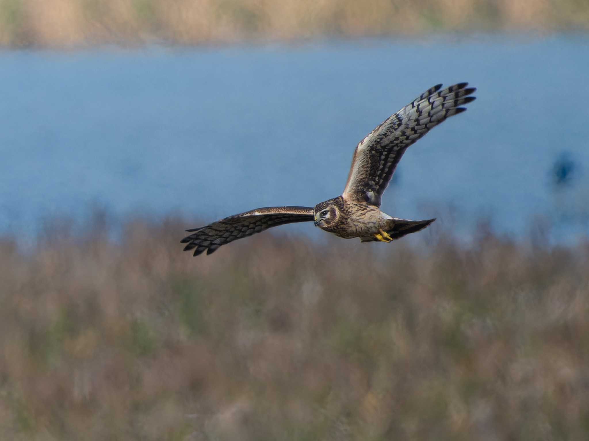 Hen Harrier