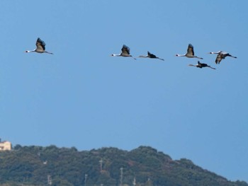 White-naped Crane 長崎県 Thu, 11/9/2023