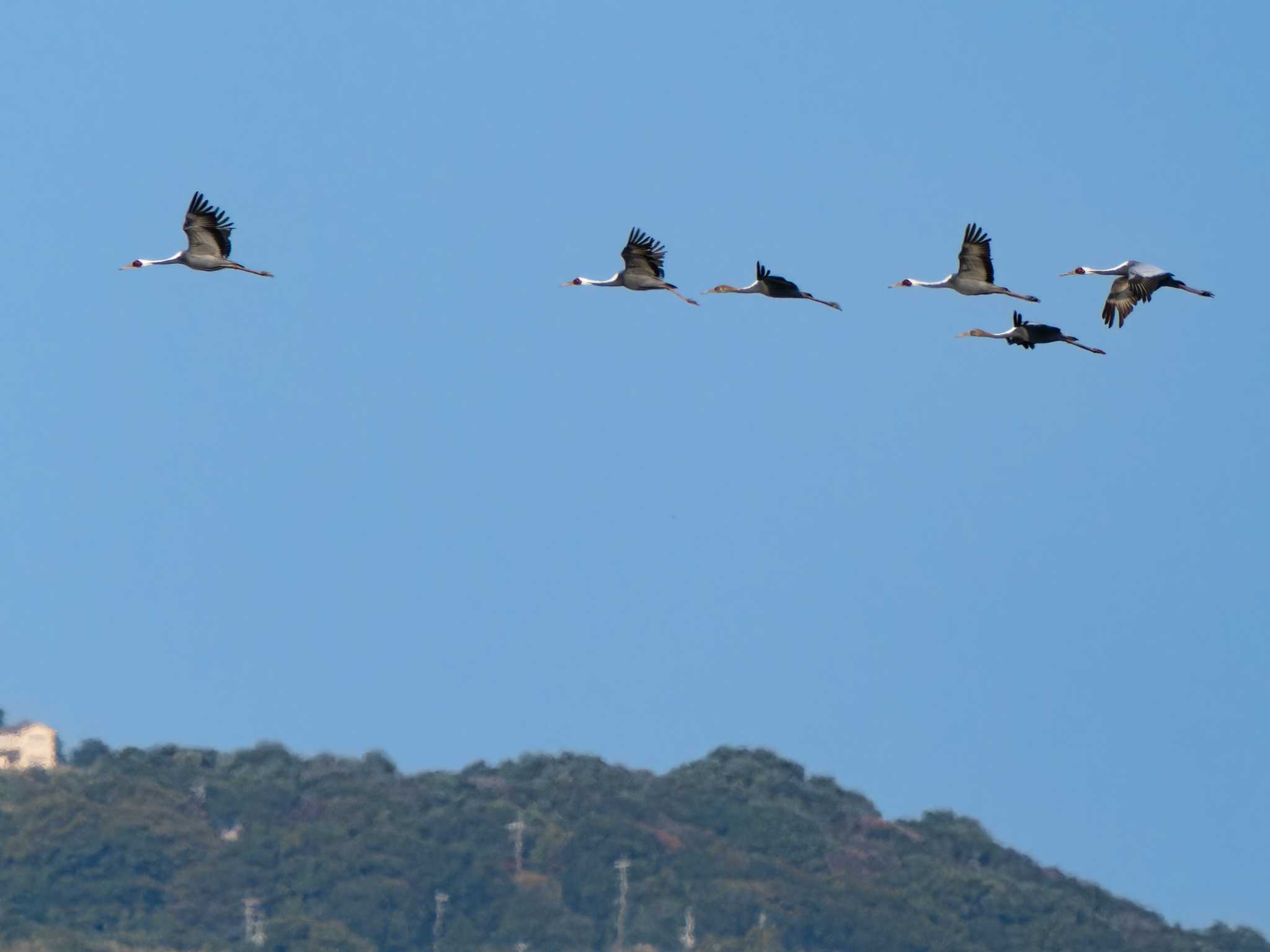 Photo of White-naped Crane at 長崎県 by ここは長崎