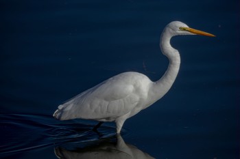 ダイサギ 東京港野鳥公園 2023年10月29日(日)