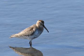 ハマシギ ふなばし三番瀬海浜公園 2023年11月8日(水)